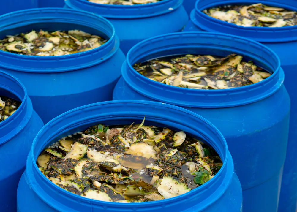 Offene blaue Fermentationsfässer mit eingelegten Ananasschalen