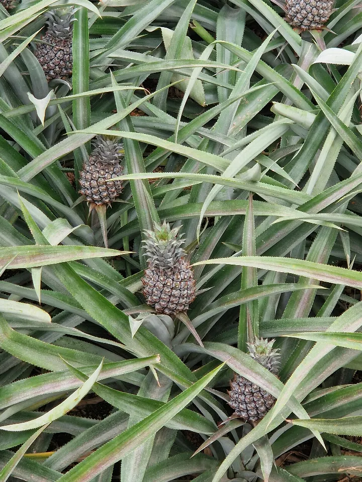 Junge Ananas wachsen im Herzen ihrer Pflanzen