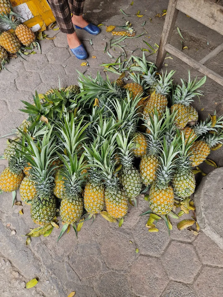 Frisch geerntete Ananas stapeln sich auf dem Boden