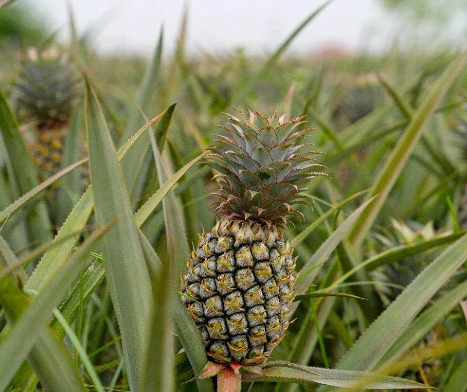 Eine reife Ananas auf ihrer Pflanze
