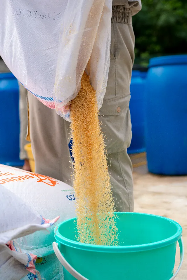 Zucker rieselt aus einem Sack in einen Eimer